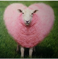 a sheep is standing in the grass wearing a pink heart shaped wooly coat on it's back