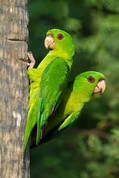 two green parrots perched on the side of a tree