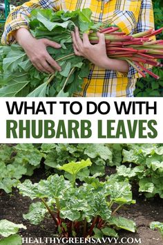 what to do with rhubarb leaves in the garden and how to use them