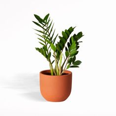 a plant in a clay pot on a white background