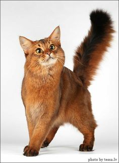 a brown cat standing in front of a white background