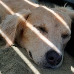 a close up of a dog laying on the ground with his head resting on its paws