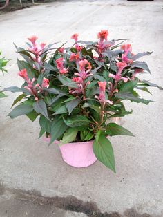 a potted plant with pink flowers in it