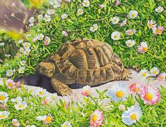 a painting of a tortoise sitting in the middle of flowers and daisies