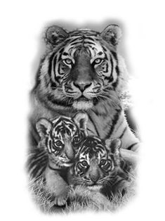 two tigers are sitting next to each other on a white background and one is looking at the camera