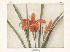 an orange flower with green stems in front of a white background