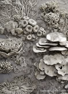 an image of corals and other marine life on the beach or ocean floor in black and white