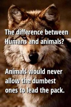 a wolf with the caption that reads, the differences between humans and animals? animals would never allow the dumbest ones to lead the pack