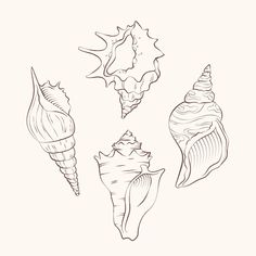 four seashells are shown in black and white, one is drawn by hand