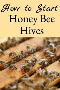 how to start honey bee hives