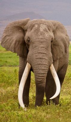 an elephant with tusks standing in the grass