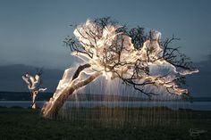 a tree with lights hanging from it's branches in front of a body of water