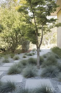 a small tree in the middle of a garden with rocks and grass on it's sides