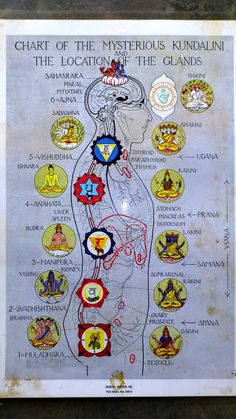 Chakra Meditation Guided, Endocrine Glands, Chakra Chart, Sahaja Yoga, Arte Yoga, Tantra Art