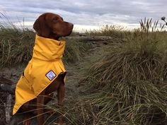 a brown dog wearing a yellow rain coat sitting on top of a sandy beach next to tall grass