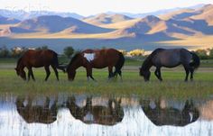 three horses graze in the grass near water with mountains in the backgroud