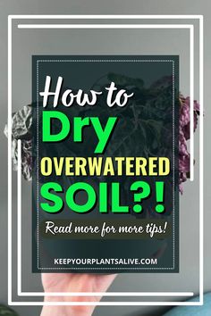 a hand holding up a plant with the words how to dry overwatered soil? read more for more tips