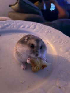 a small rodent eating food on a white plate