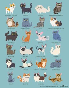 an illustrated poster with cats on it's sides and the names of different breeds