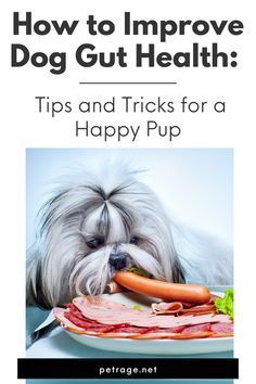 the cover of how to improve dog gut health tips and tricks for a happy pup