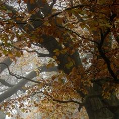 trees with yellow leaves in the foggy forest on a fall day, looking up into the sky