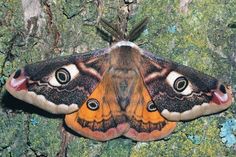 an orange and black moth sitting on top of a tree