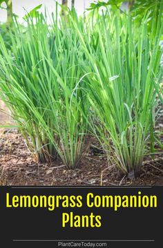 lemongrass companion plants growing in the garden