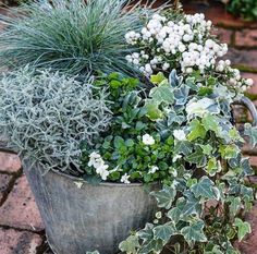 some plants are growing in a pot on the brick floored area, and one plant is green with white flowers