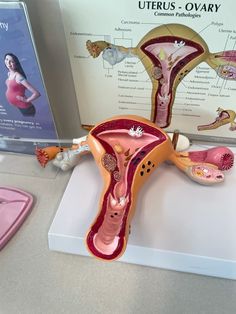 a model of the uteros and ovary on display