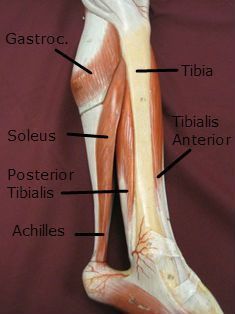 the muscles are labeled in this medical diagram, with labels on each leg and foot