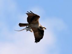 an ostrich flying in the sky with another bird below it's wing