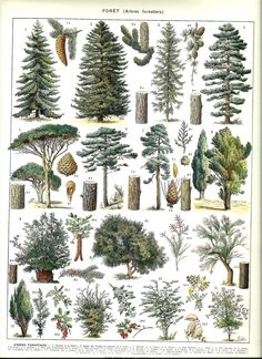 an illustration of different types of trees in the forest, including pines and other plants