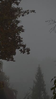 a black and white photo of trees on a foggy day with an umbrella in the foreground