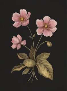 three pink flowers with green leaves on a black background