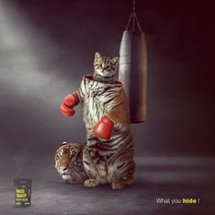 a cat standing on its hind legs holding a boxing glove