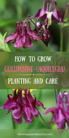 purple flowers with text overlay how to grow columbine aqualiea planting and care