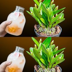 two images show the same plant in a glass jar