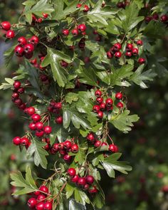 red berries and green leaves on a tree