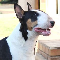 a black, white and brown dog standing on top of a brick floor next to a building