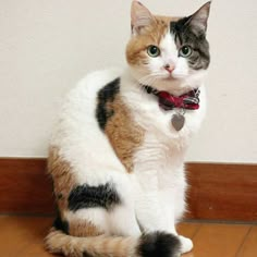 a calico cat sitting on the floor wearing a red collar