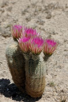 two pink flowers are growing out of a cactus plant in the desert with no leaves on it