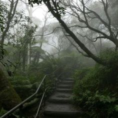 a set of stairs in the middle of a forest