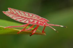 a red insect sitting on top of a green leaf