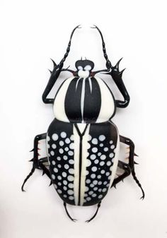 a black and white beetle with spots on it's back