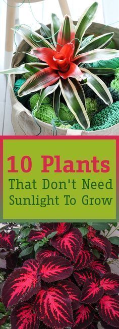 plants that don't need sunlight to grow