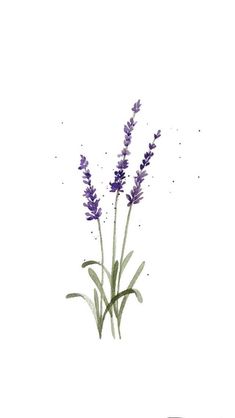 watercolor painting of lavender flowers on white paper