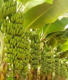 several bunches of green bananas hanging from a tree