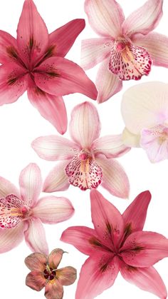 pink and white flowers on a white background