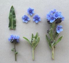 blue flowers and green leaves on a white surface