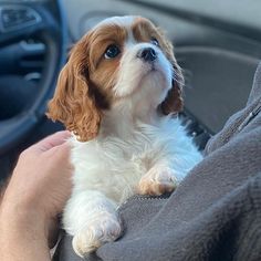 a small brown and white dog sitting on top of a person's lap